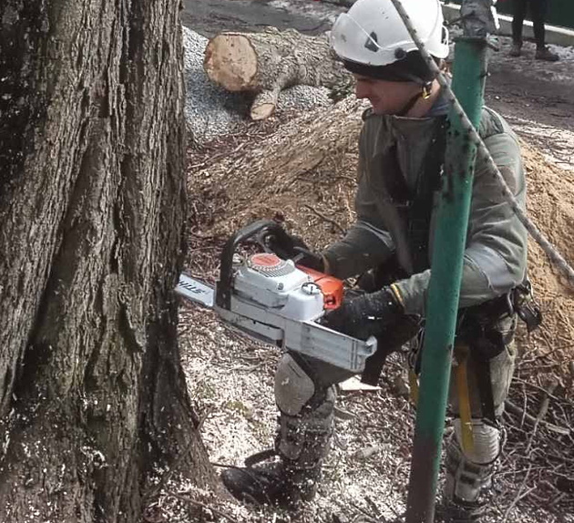 Wycinka drzew zagrażających bezpieczeństwu budynków i ludzi