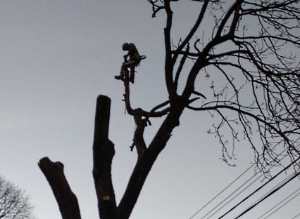 Wycinka i pielęgnacja drzew