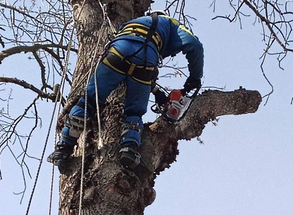 Wycinka i pielęgnacja drzew